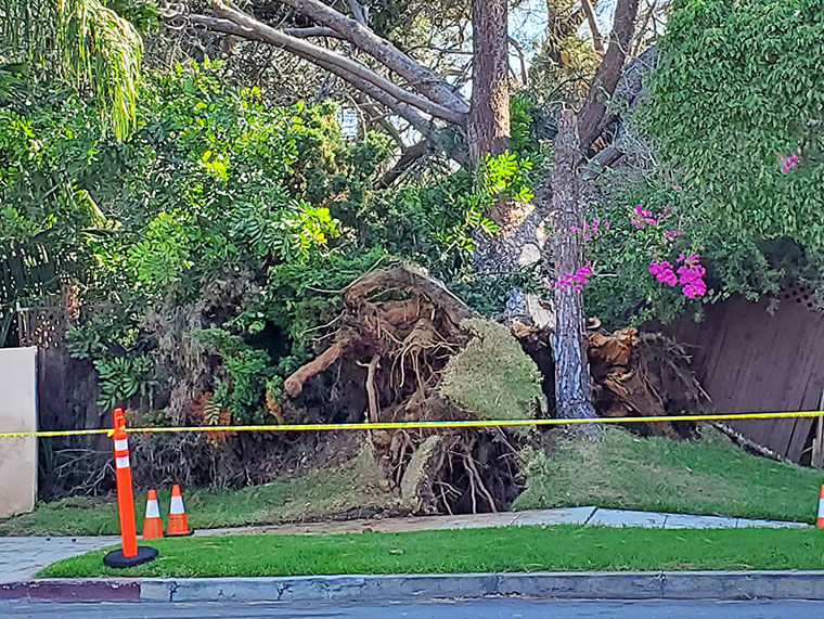A Tree Falls In Coronado ...